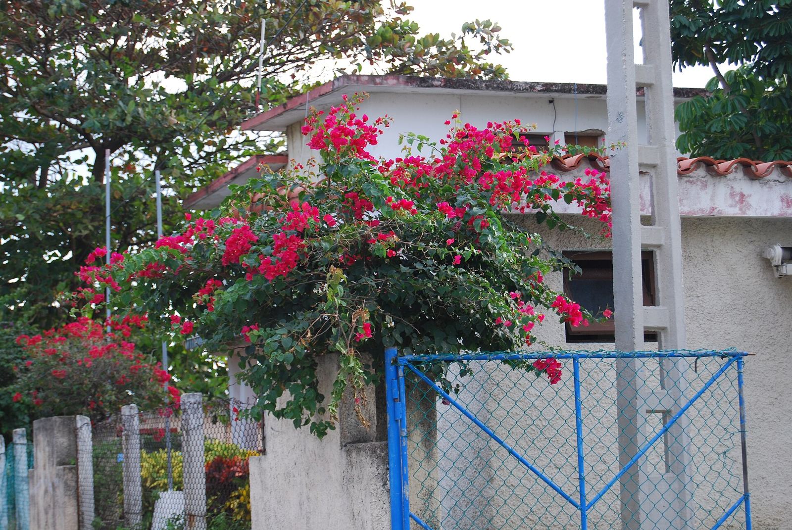 House with flowers in Varadero (sample photo)